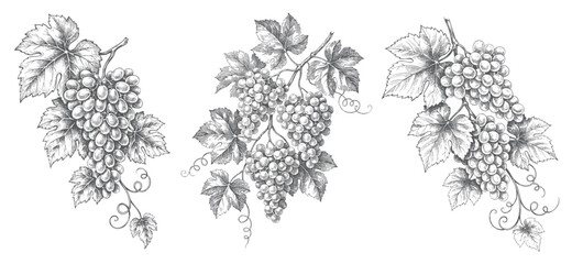Fototapeta premium Hand drawn grape bunch collection with branch leaves and antique ink line work. 