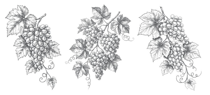 Hand drawn grape bunch collection with branch leaves and antique ink line work.
