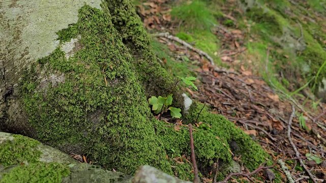 A small oak sprout grew in the roots of a larger tree. Norway. July