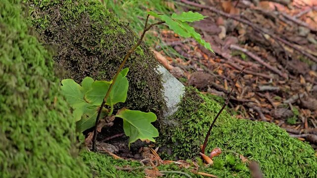 A small oak sprout grew in the roots . Hand. Norway. July
