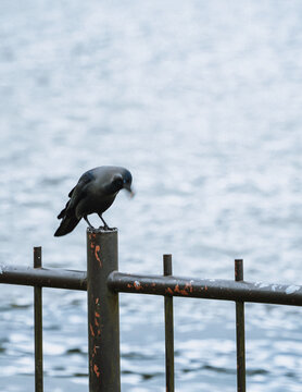 Image of a young crow standing on a fence on the shore of Gregory Lake, Nuwara Eliya, Sri Lanka, Asia	