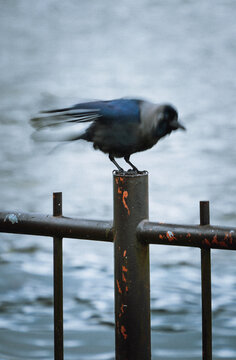 Image of a young crow standing on a fence on the shore of Gregory Lake, Nuwara Eliya, Sri Lanka, Asia