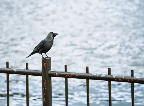 Image of a young crow standing on a fence on the shore of Gregory Lake, Nuwara Eliya, Sri Lanka, Asia
