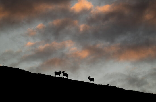 Bighorn rams at sunrise on a ridge