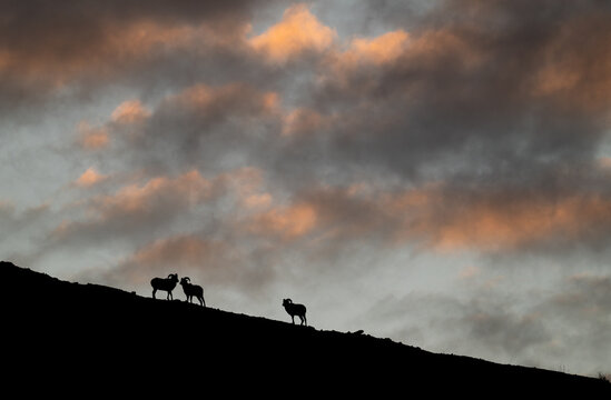 Bighorn rams at sunrise on a ridge