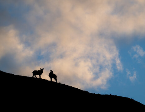 Bighorn rams at sunrise on a ridge