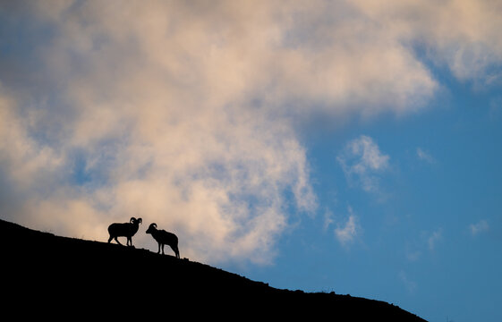 Bighorn rams at sunrise on a ridge
