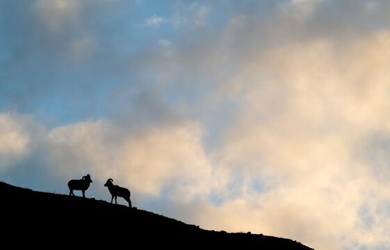 Bighorn rams at sunrise on a ridge