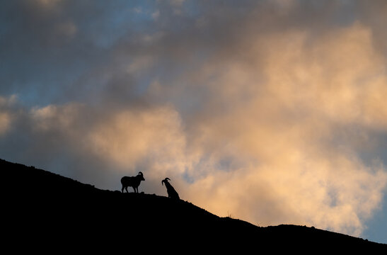 Bighorn rams at sunrise on a ridge