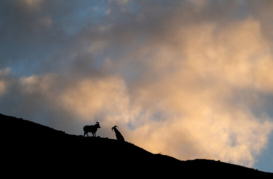 Bighorn rams at sunrise on a ridge