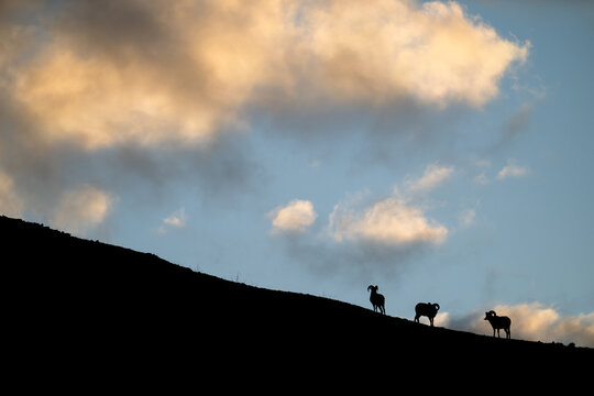 Bighorn rams at sunrise on a ridge