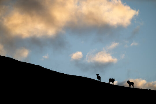 Bighorn rams at sunrise on a ridge