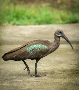 View of a Hadada Ibis with iridescent green wing feathers standing on a concrete path in Lake Nakuru National Park, Nakuru, Nakuru County, Kenya.