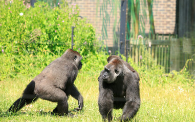 Naklejka premium family of western lowland gorillas amongst lush green grass
