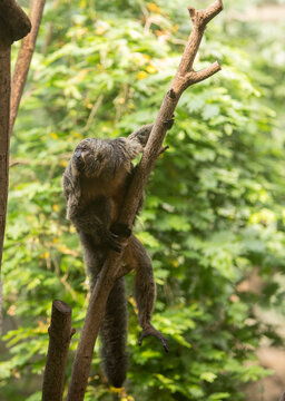 Female Saki Monkey climbing a tree wiyh a natural green tree canopy background,