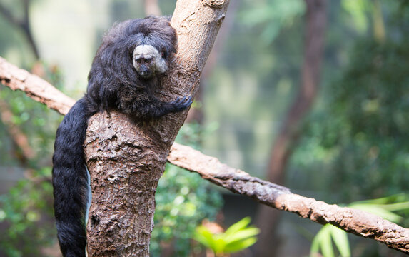 White Faced Saki Monkey - Only the adult males feature the signature, stark creamy-white faces contrasted against solid black body