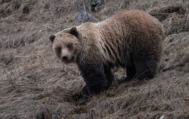Fototapeta premium Young grizzly bear in the Canadian Rockies