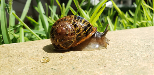 Macro shot of a garden snail with detailed shell crawling on a stone surface with green grass background snail on a leaf © mawahibetilouguite