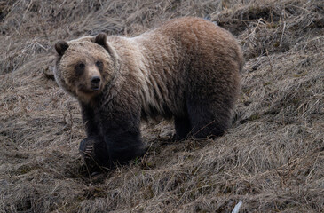 Fototapeta premium Young grizzly bear in the Canadian Rockies