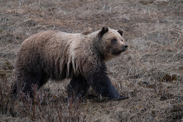 Fototapeta premium Young grizzly bear in the Canadian Rockies