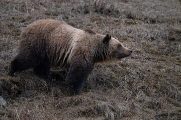 Fototapeta premium Young grizzly bear in the Canadian Rockies