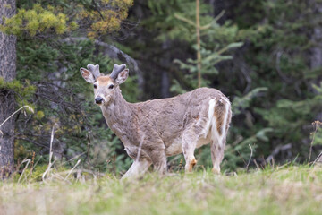 Obraz premium A Close-up Of A White-tailed Deer Looking Down At The Camera Along Side The Forest