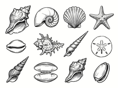 Hand drawn sea shell collection, black ink sketch of nautilus, scallop on white background