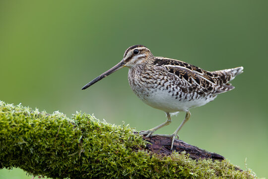 Common Snipe Standing on Moss Covered Log