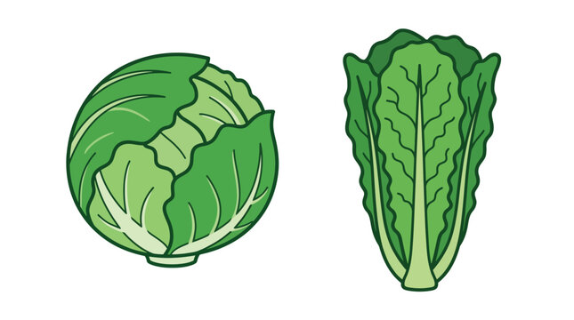 A vibrant green round cabbage and a crisp romaine lettuce head in a flat illustration style