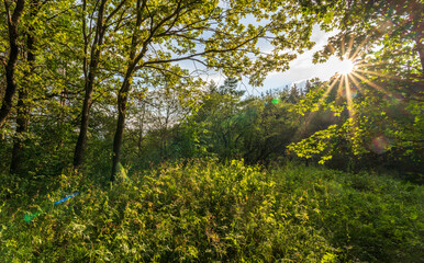 Fototapeta premium The sun through the trees in the summer park. Beautiful park in spring with bright sun shining through the trees