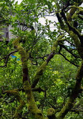 Obraz premium Thick green moss growing on the gnarled branches of a citrus tree in a lush orchard