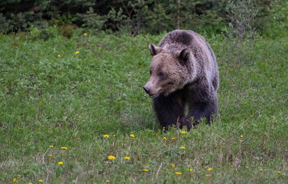 Grizzly bear in the Canadian Rockies in the spring