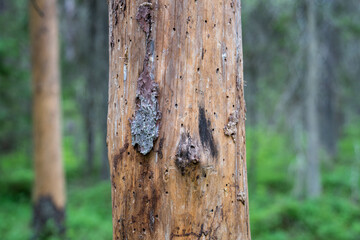 Fototapeta premium Close up damaged fir tree bark destroyed by beetle, infestation in woodland. Tree trunk with winding tunnels under bark left by typographer beetle indicating fatal infestation and complete tree death