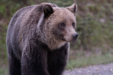 Fototapeta premium Young grizzly bear in the Canadian Rockies