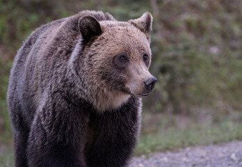 Fototapeta premium Young grizzly bear in the Canadian Rockies