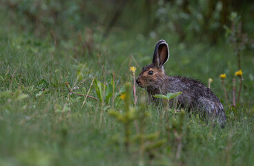 Naklejka premium Snowshoe hare in the early summer