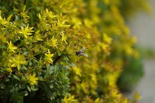 Biene auf mildem Mauerpfefferstrauch (Sedum sexangulare)