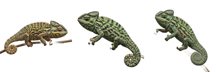 Realistic Green Chameleon Reptile Wildlife Animal Scaled Creature Exotic Nature Specimen PNG Set    © Grtha PLST