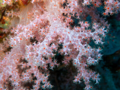Vibrant Carnation Coral (Dendronephthya) colony with extended polyps captured during a marine biodiversity and reef monitoring survey.