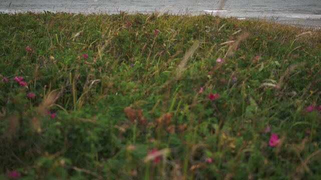 Coastline Where Rugosa Roses Bloom
