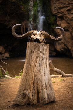 View of a buffalo skull resting on a weathered tree stump in front of a waterfall in Lake Nakuru National Park, Nakuru, Nakuru County, Kenya.