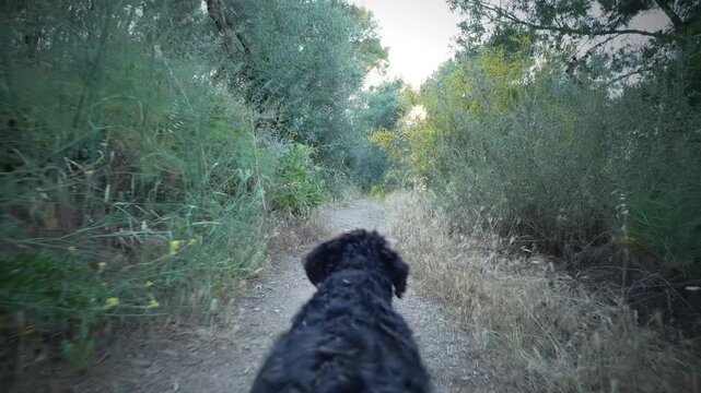 Following a dog in the nature walking during sunset. Series 3/3 Water dog