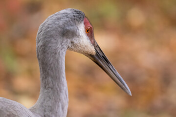 Naklejka premium Sandhill Crane 