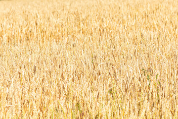 Fototapeta premium Expansive golden wheat field illuminated by bright sunlight, with numerous stalks of ripe grain standing tall, creating a picturesque rural agricultural landscape filled with natural beauty