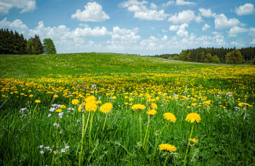 Obraz premium Peaceful picturesque mesmerizing atmospheric landscape meadow grasslands pasture with blooming dandelion flowers and forest, blue sky panorama, landscape horizontal format, real photo, non ai