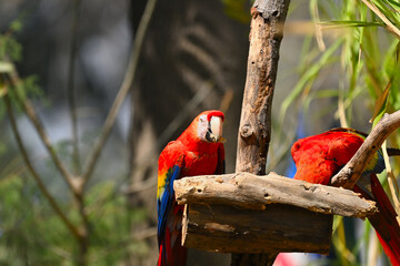 Pair of scarlet macaws perched on a wooden branch in a tropical environment © Yevg45