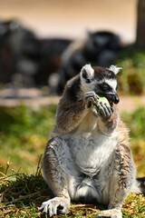 Naklejka premium Ring-tailed lemur eating food while sitting on the grass