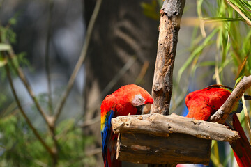 Scarlet macaws eating on a wooden feeder in a tropical environment © Yevg45