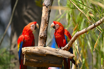 Two vibrant scarlet macaws facing each other looking closely © Yevg45