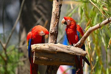 Wildlife communication. Two colorful scarlet macaws interacting on a branch © Yevg45